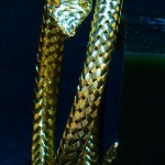 K金蛇形手环 - Image 2