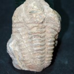 古海生物化石（2） - Image 7