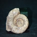 古海生物化石（2） - Image 9