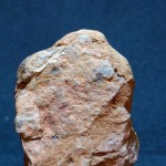古海生物化石（2） - Image 3