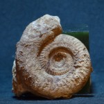 古海生物化石（2） - Image 6