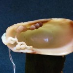 松山荡舟青白玉爵杯 - Image 8