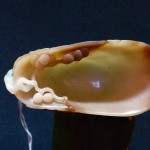 松山荡舟青白玉爵杯 - Image 13