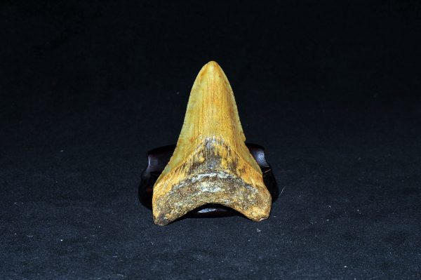 鲨鱼牙 项坠